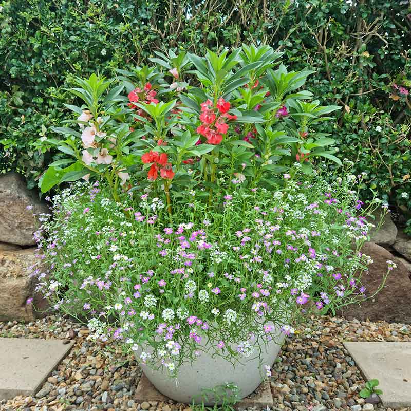 A garden pot full of red, pink and white wildflowers in full bloom