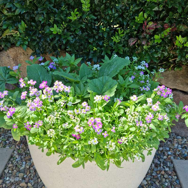 A garden pot full of pink and white wildflowers in full bloom