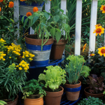 Garden with potted plants and flowers, including a blue chair.