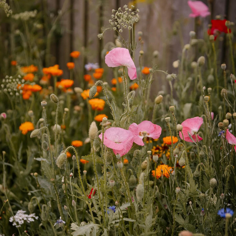 A garden filled with a variety of colorful wildflowers, including pink, orange, and purple flowers, illustrating a seed mix planting.