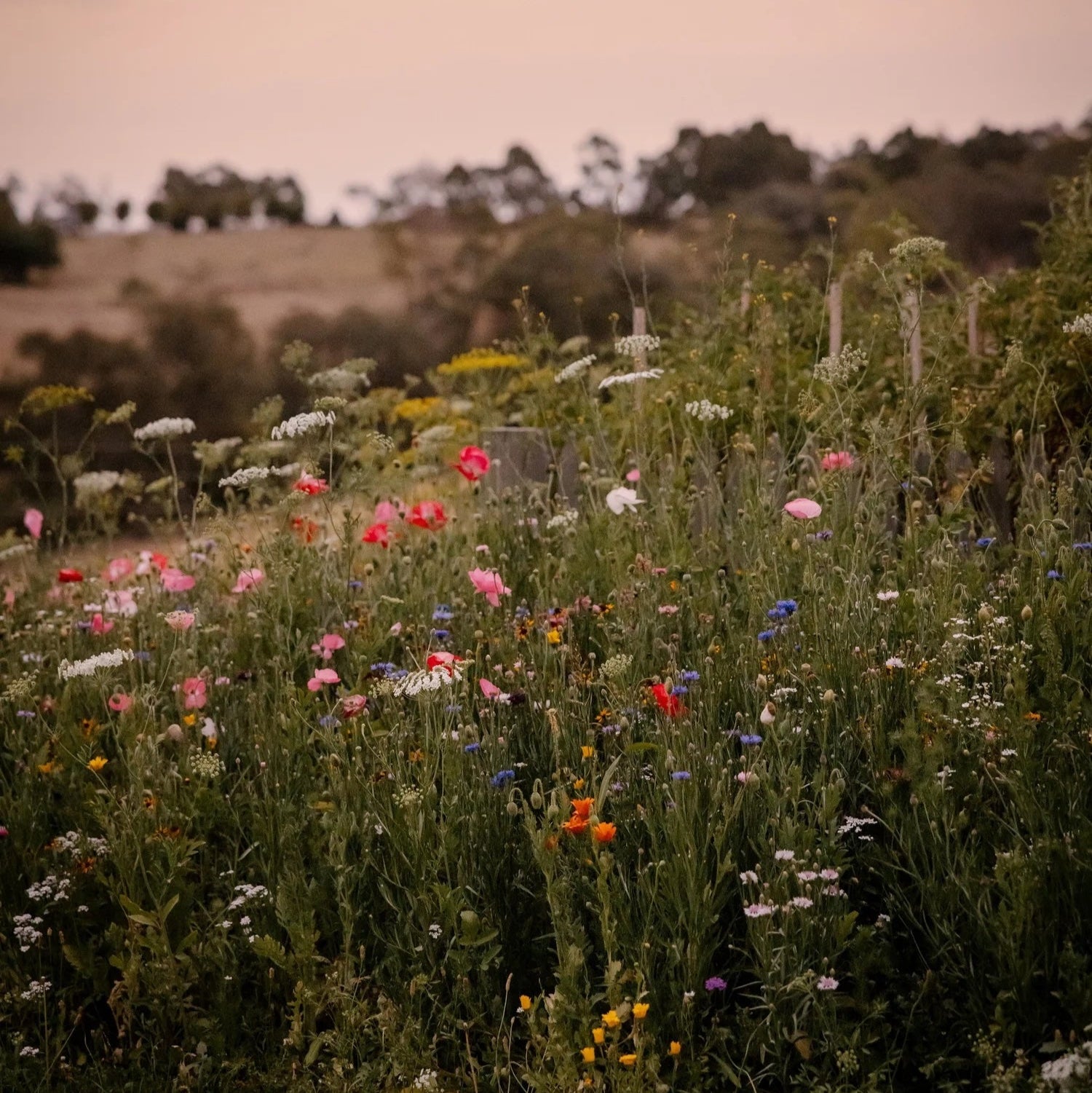 Wildflower field with a soft focus on a blurred background