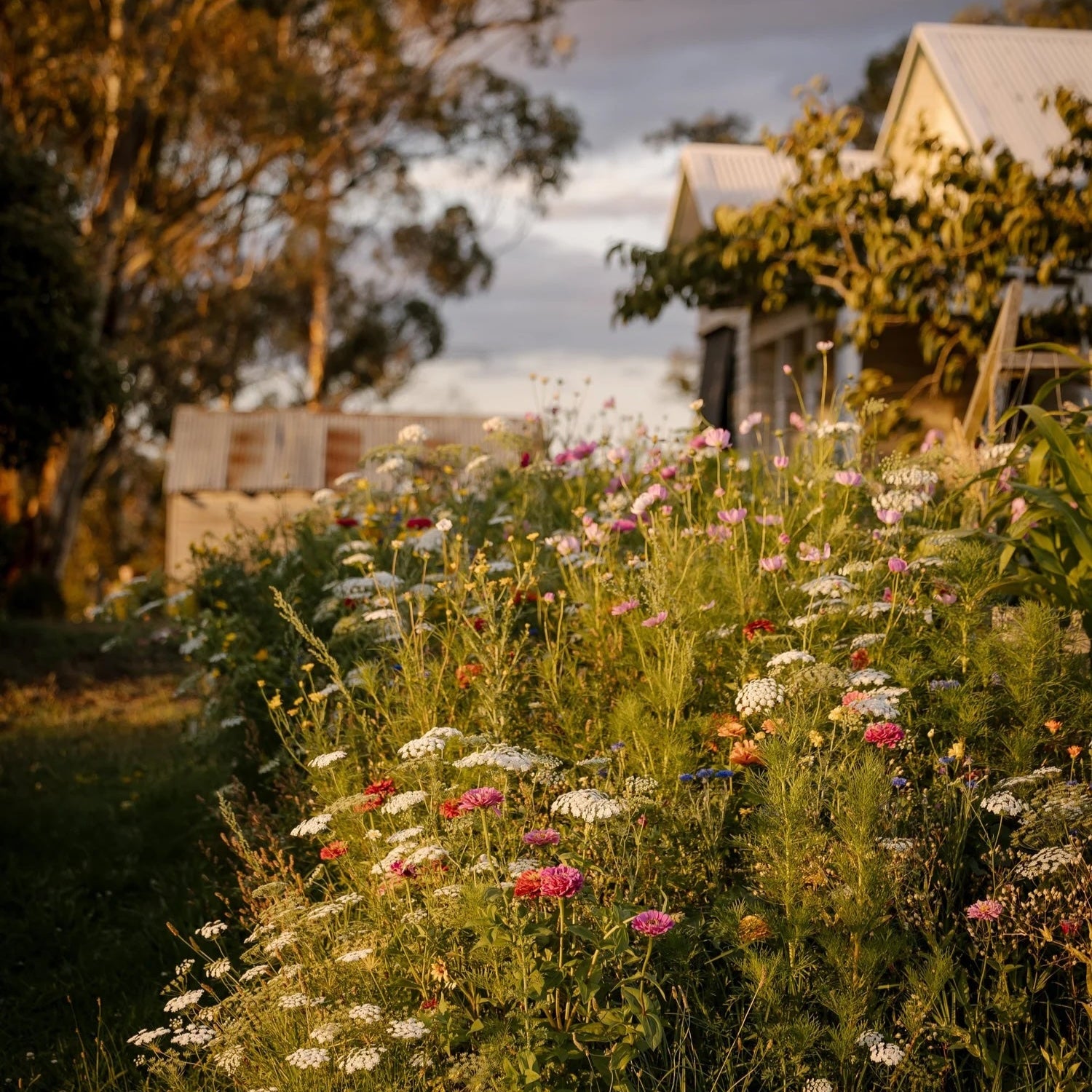 Wildflowers in a garden with a house in the background