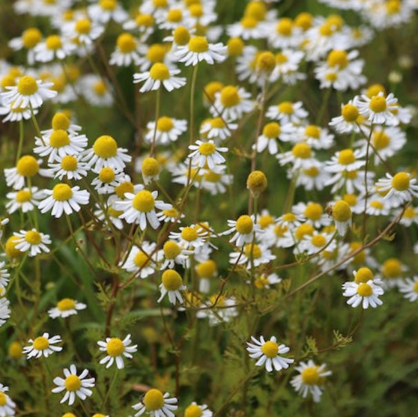 German Chamomile Flower Seeds