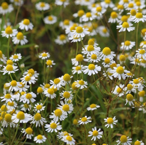German Chamomile Flower Seeds