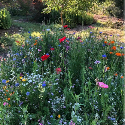 Close up of bright red, blue, pink, white and orange flowers in full bloom.