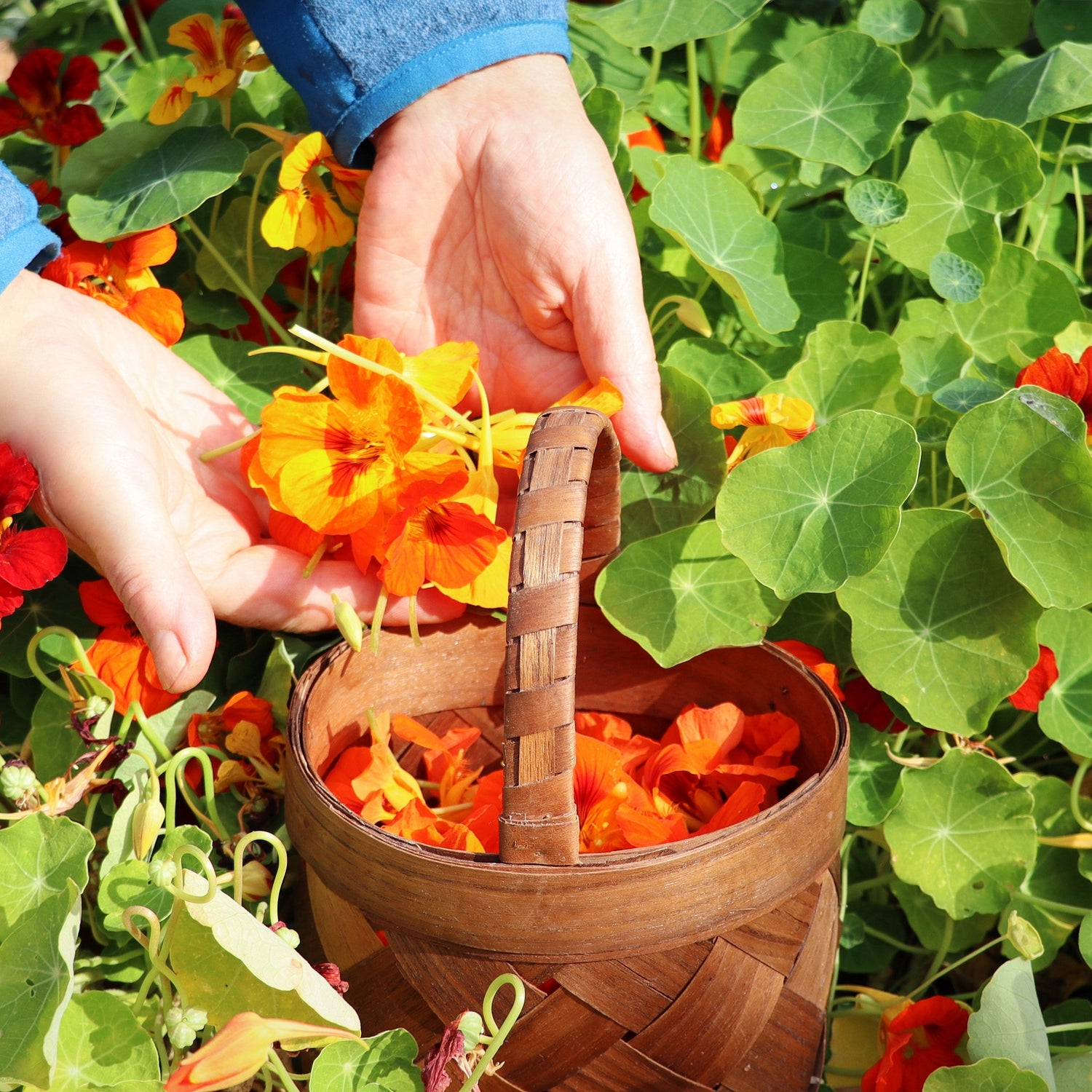 Person picking flowers from a garden with a wooden basket