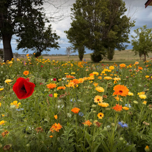 Hardy Meadow Garden Seed Mix