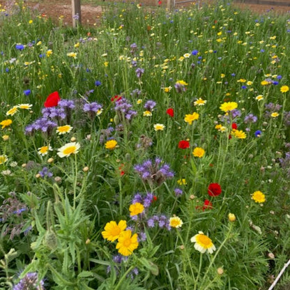 A close-up view of a cluster of wildflowers in full bloom. 