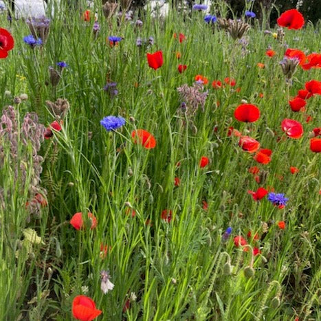 A close up of a variety of bright red poppies and blue cornflowers growing among vibrant green grasses.