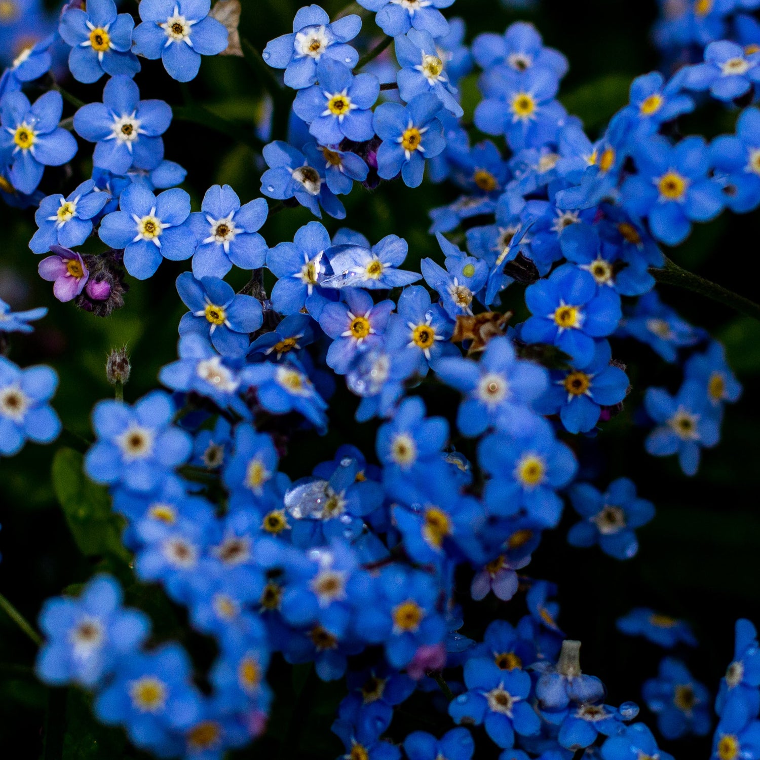Close-up of blue flowers with yellow centers on a dark background