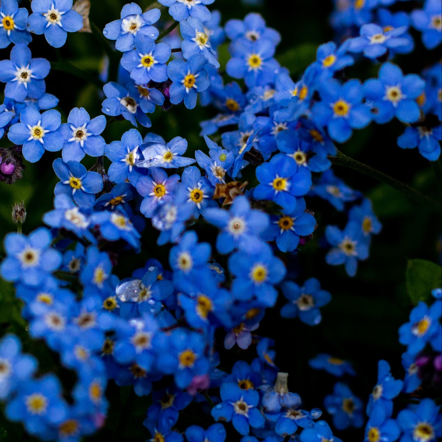 Close-up of blue flowers with yellow centers on a dark background