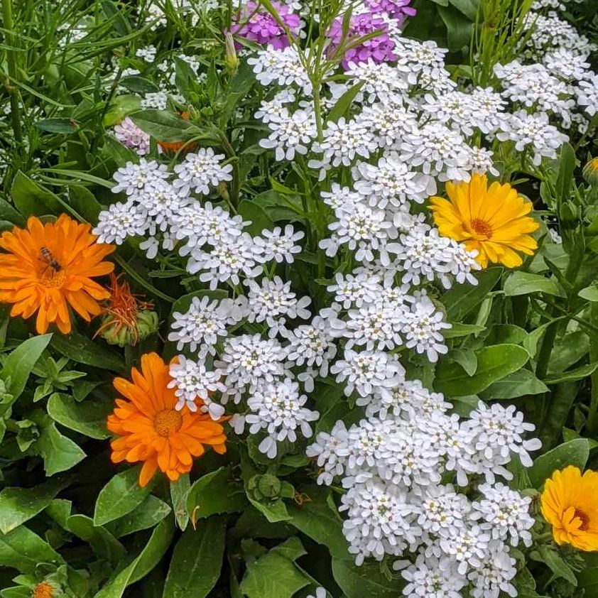 Close up of bright orange, yellow, purple and white wild flowers in full bloom in a grassy garden.