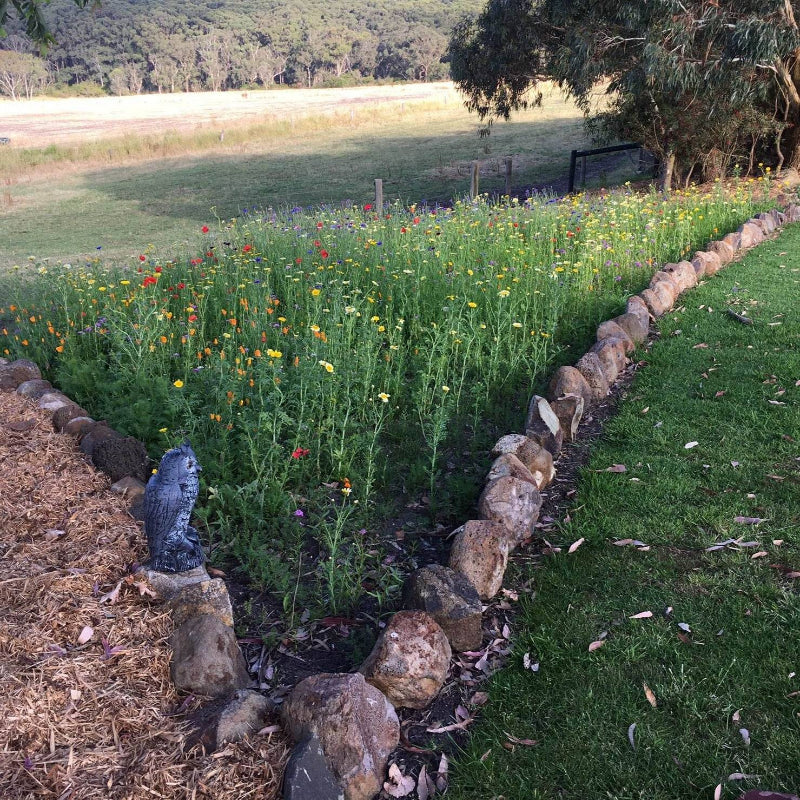 Rock-bordered garden bed with colourful wildflowers from Marvellous Meadows Seed Mix, enhancing outdoor spaces in Australia.