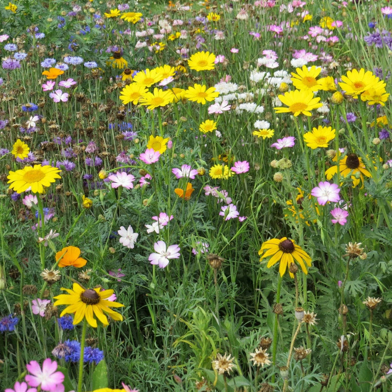 Close up of bright yellow, pink, blue and white wild flowers in full bloom in a grassy garden