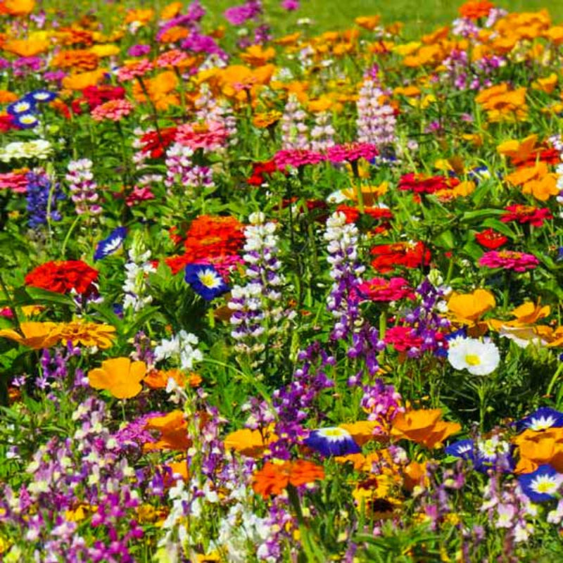 Vibrant flowering ground cover wildflower seed mix featuring colourful blooms like orange, purple, and white flowers for seasonal landscapes.