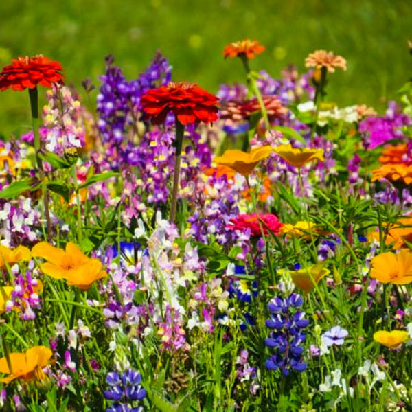 A close up of a variety of colorful wildflowers growing among vibrant green grass