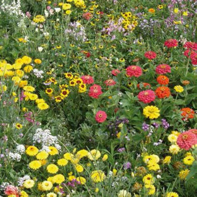 A variety of colourful wildflowers in red, orange, white, yellow and pink