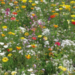 A variety of colourful wildflowers growing among vibrant green grass