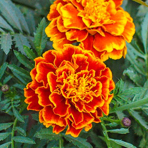 Close up of a bright orange flower in full bloom