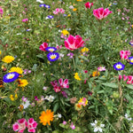 A variety of colourful wildflowers growing among vibrant green grass
