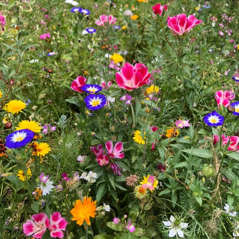 A variety of colourful wildflowers growing among vibrant green grass