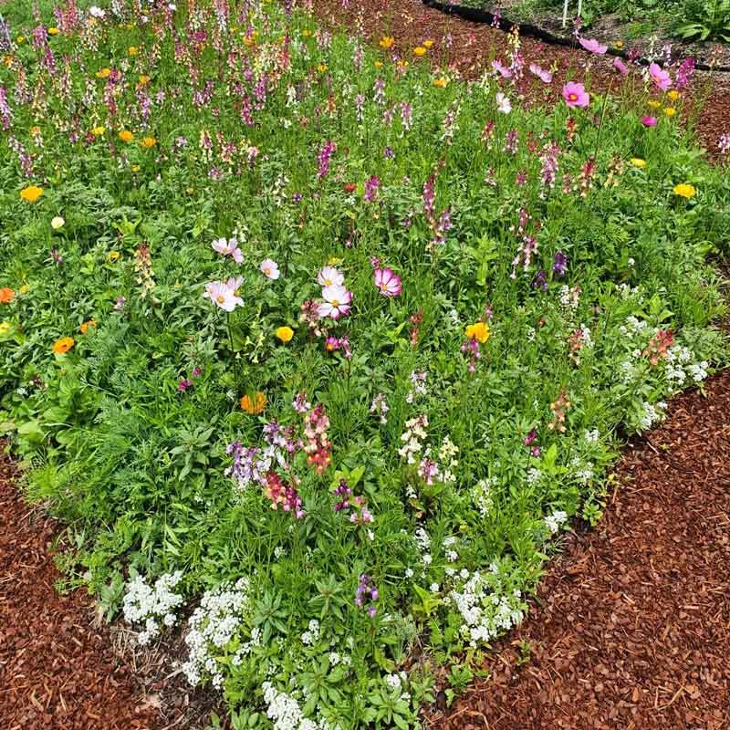 A variety of colourful wildflowers growing among brown wood mulch
