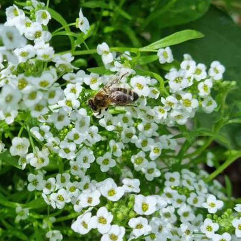 Close up of a native bee on a plant with small white flowers