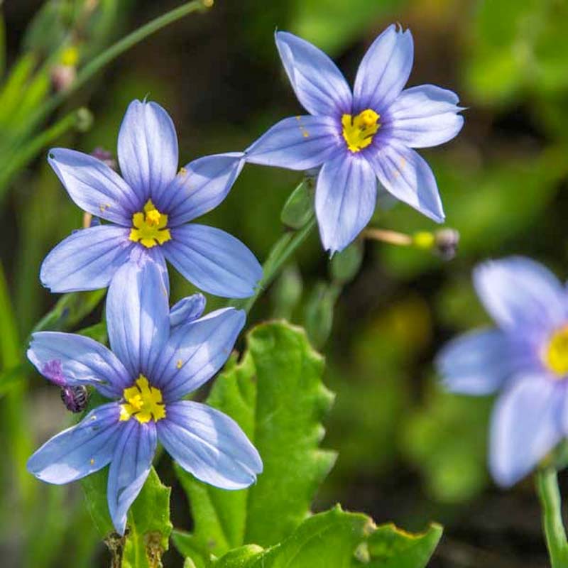 Close up of three blue wildflower bloom.