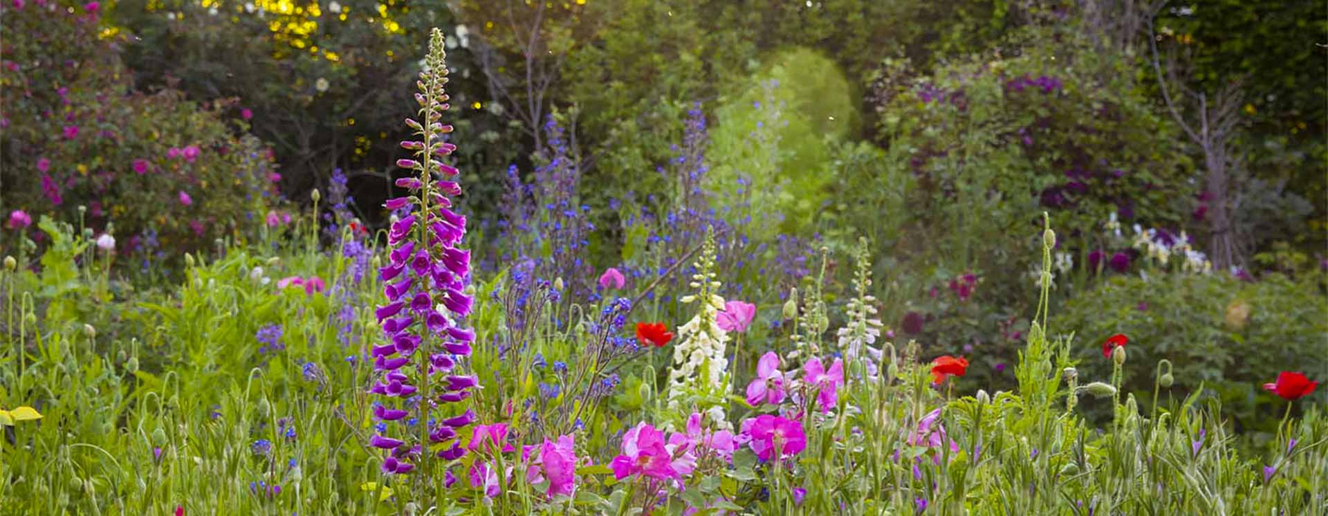 Colourful meadow flowers with purple, red and blue flowers
