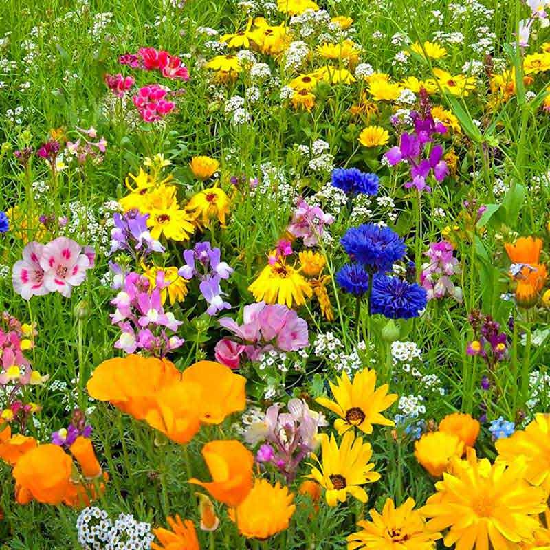 A colourful array of bee friendly wildflowers species in yellow, blue, orange and white surrounded by lush green grass