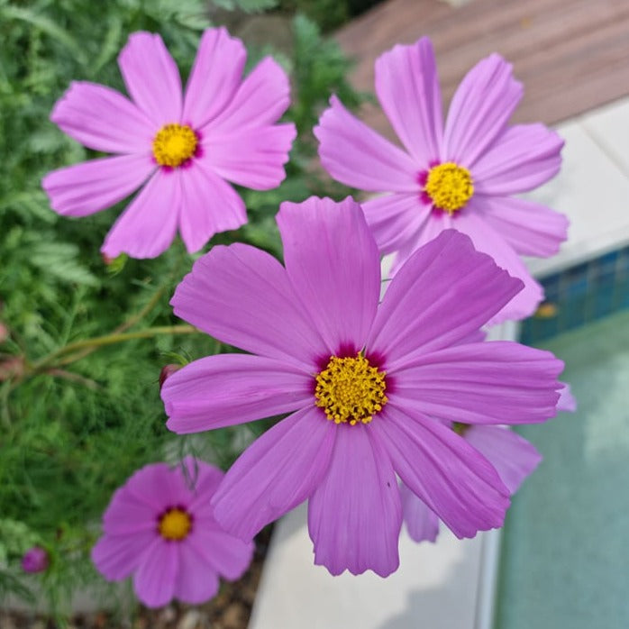 stunning pink cosmos portrait with a pool in the background