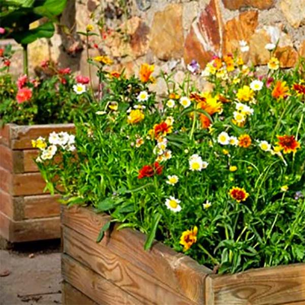 Colourful wildflowers in a wood planter box