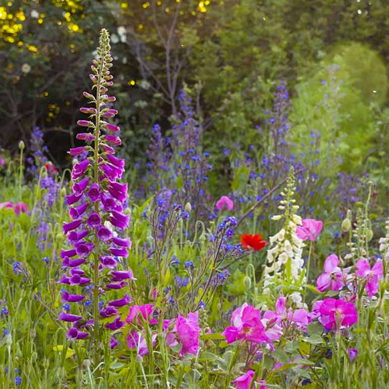 Close up of foxgloves and purple meadow flowers surrounded by lush greens.