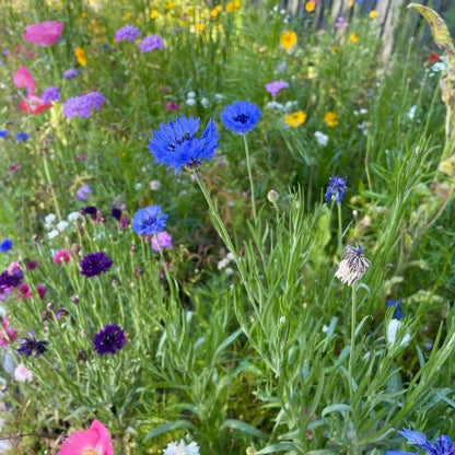 Flowers for Country Gardens Wildflower Seed Mix showcasing vibrant blue cornflowers, pink cosmos, and yellow blooms in a lush cottage-style garden setting. Perfect for creating a rustic country garden landscape in Australia.