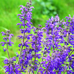 Purple flowers with green leaves on a blurred green background