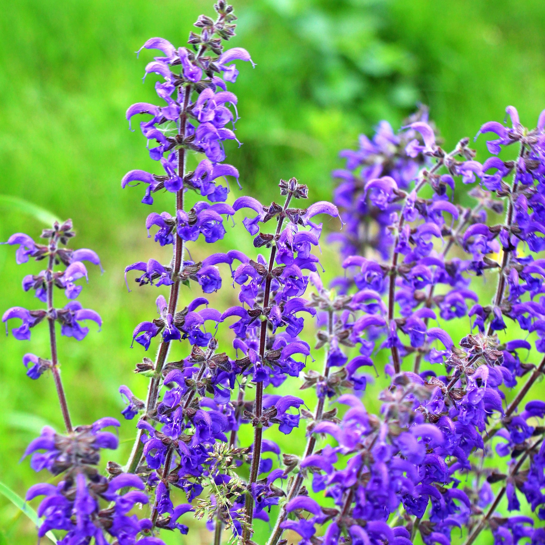 Purple flowers with green leaves on a blurred green background