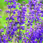 Purple flowers with green leaves on a blurred green background
