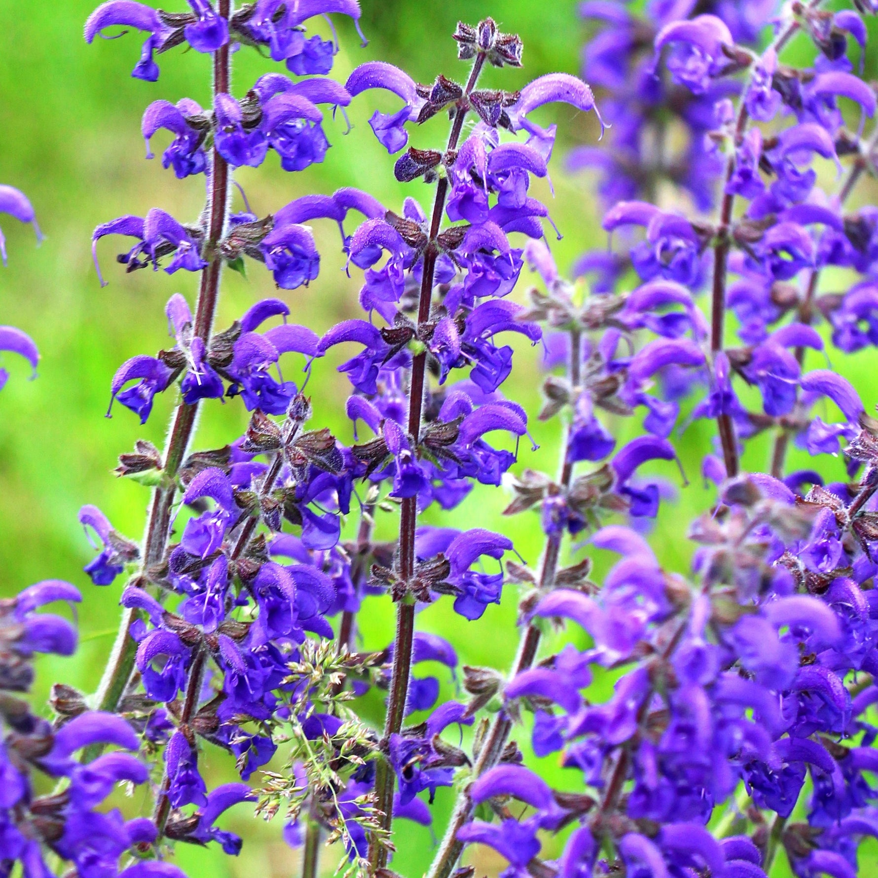 Purple flowers with green leaves on a blurred green background