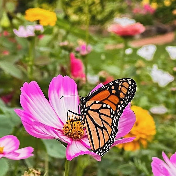 Monarch butterfly on a pink flower in a garden with other flowers in the background