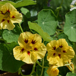 Yellow nasturtium flowers with dark red centers growing among green round leaves.