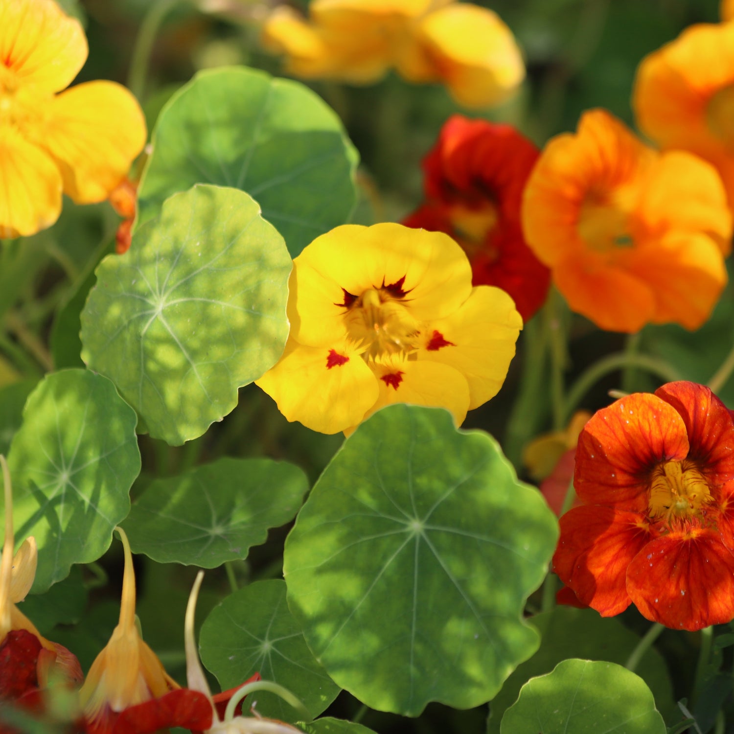 Colorful flowers including yellow, orange, and red in a garden setting.