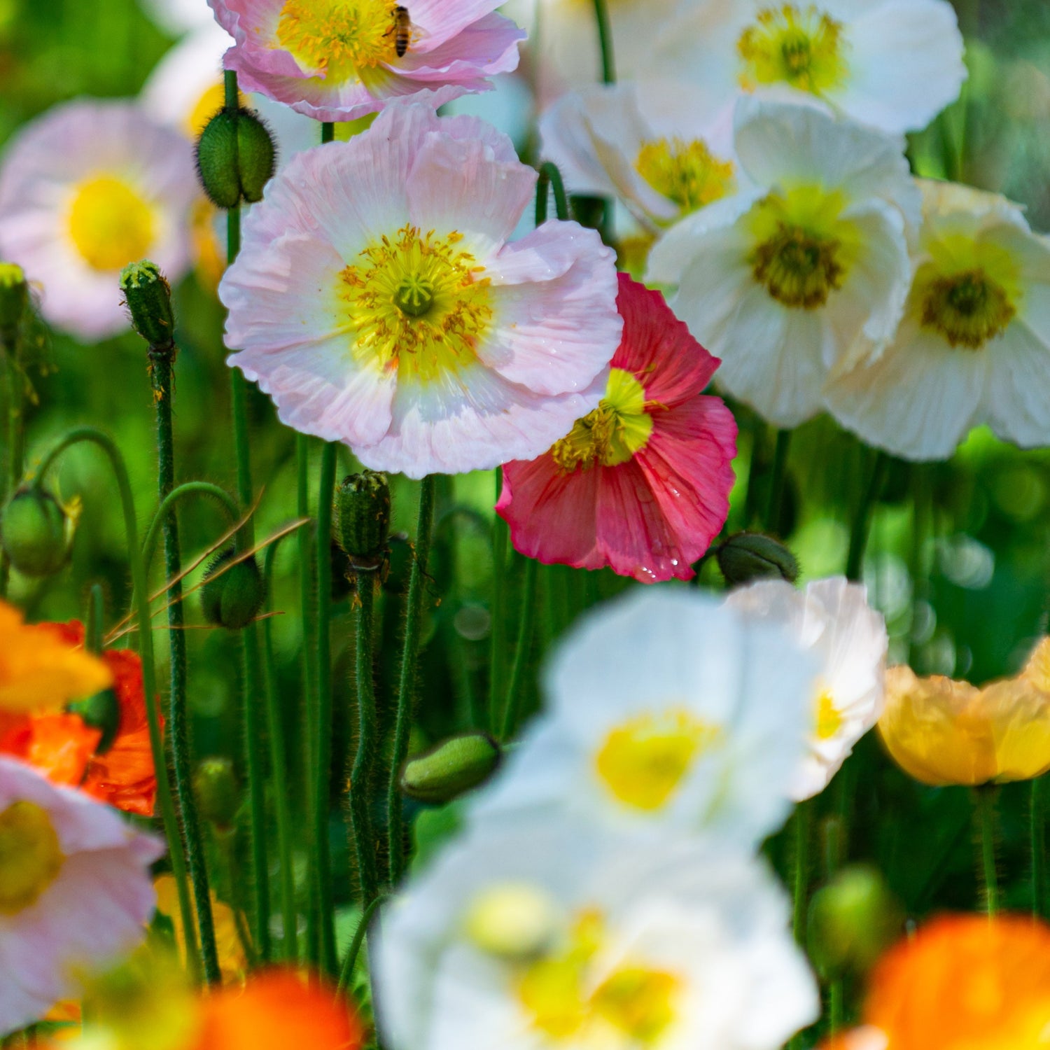 Poppy Icelandic Victory Giants Pastel Mix Flower Seeds