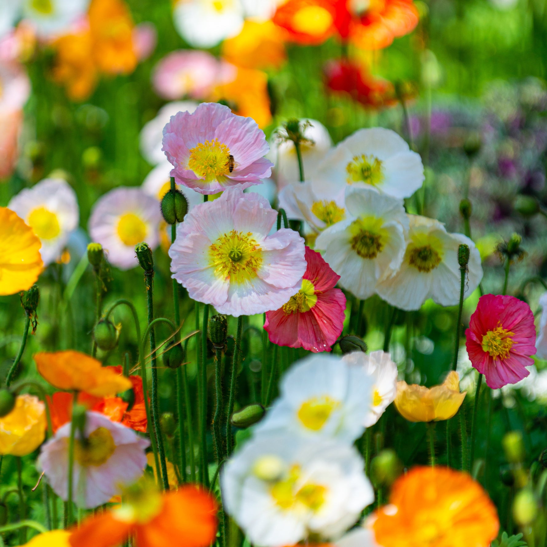 Colorful poppy flowers with a bee in a garden setting