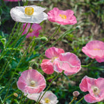 Pink and white flowers with green stems and leaves on a blurred natural background