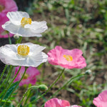 White and pink flowers with yellow centers in a garden setting