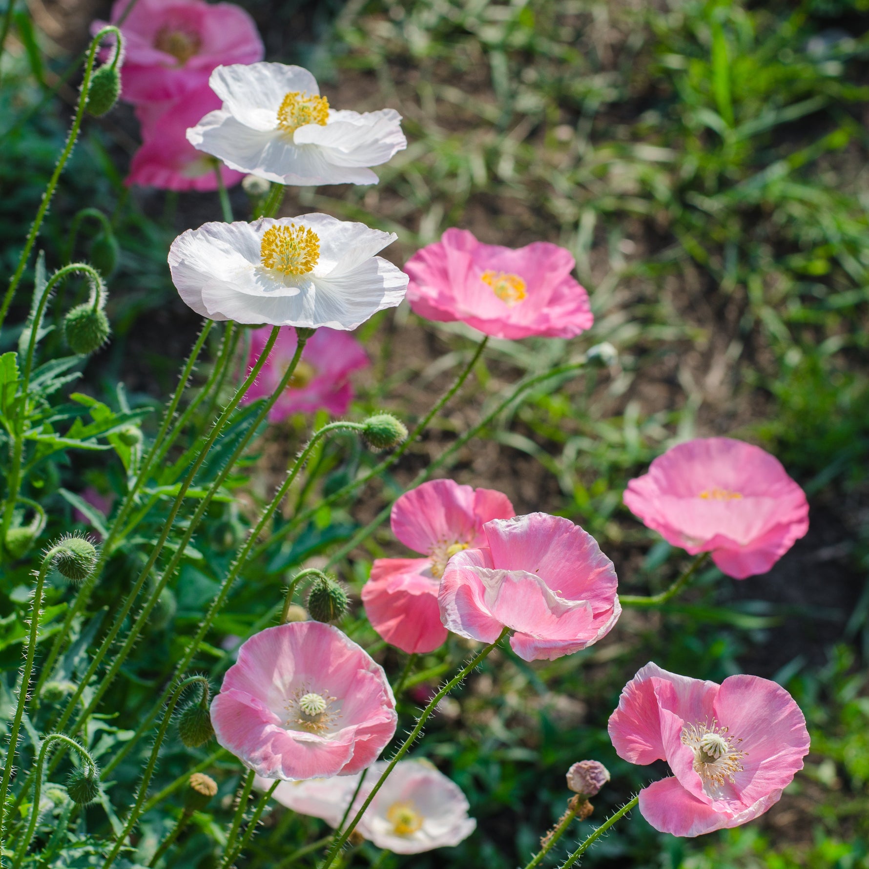 White and pink flowers with green leaves in a natural setting