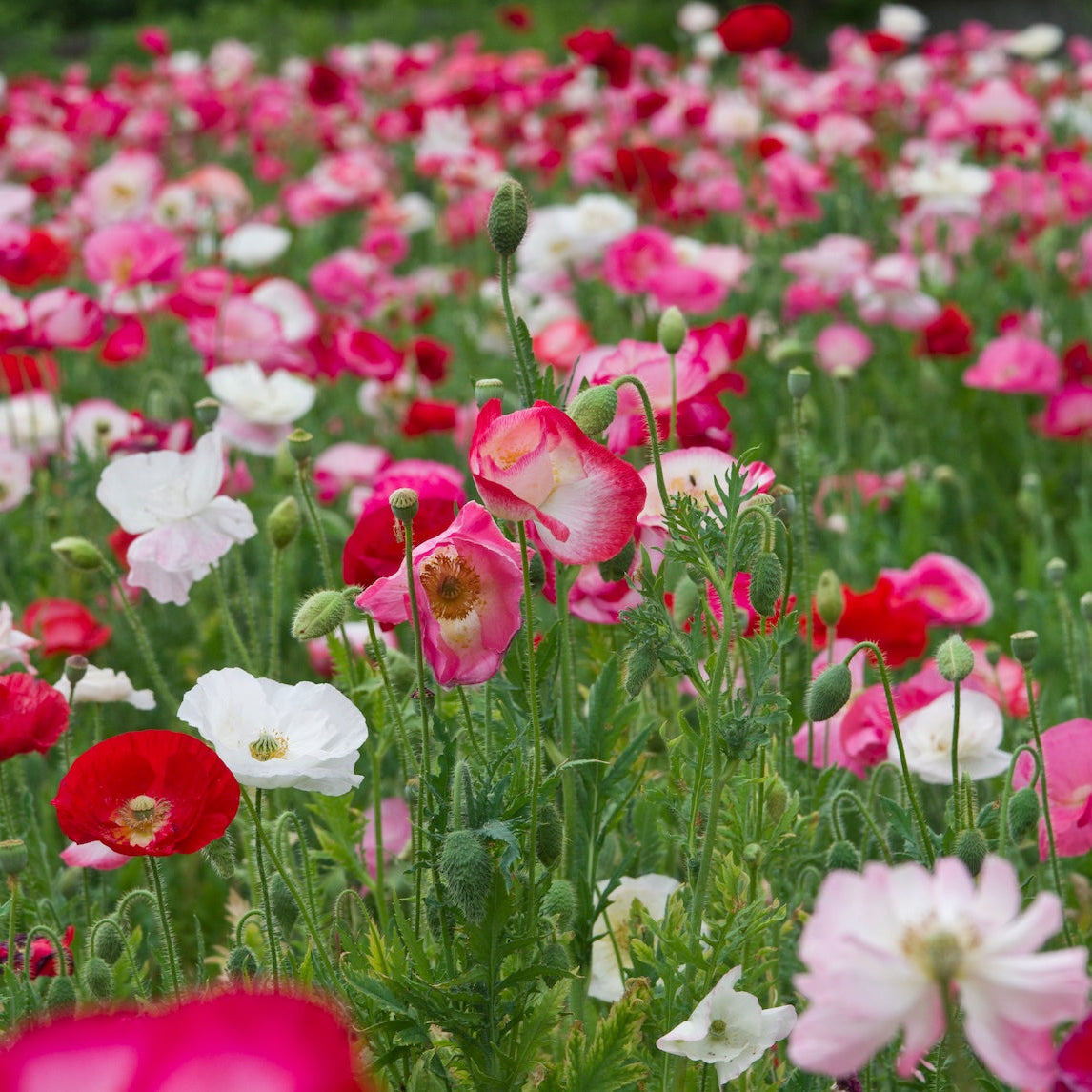 Colourful mix field of shirley poppies