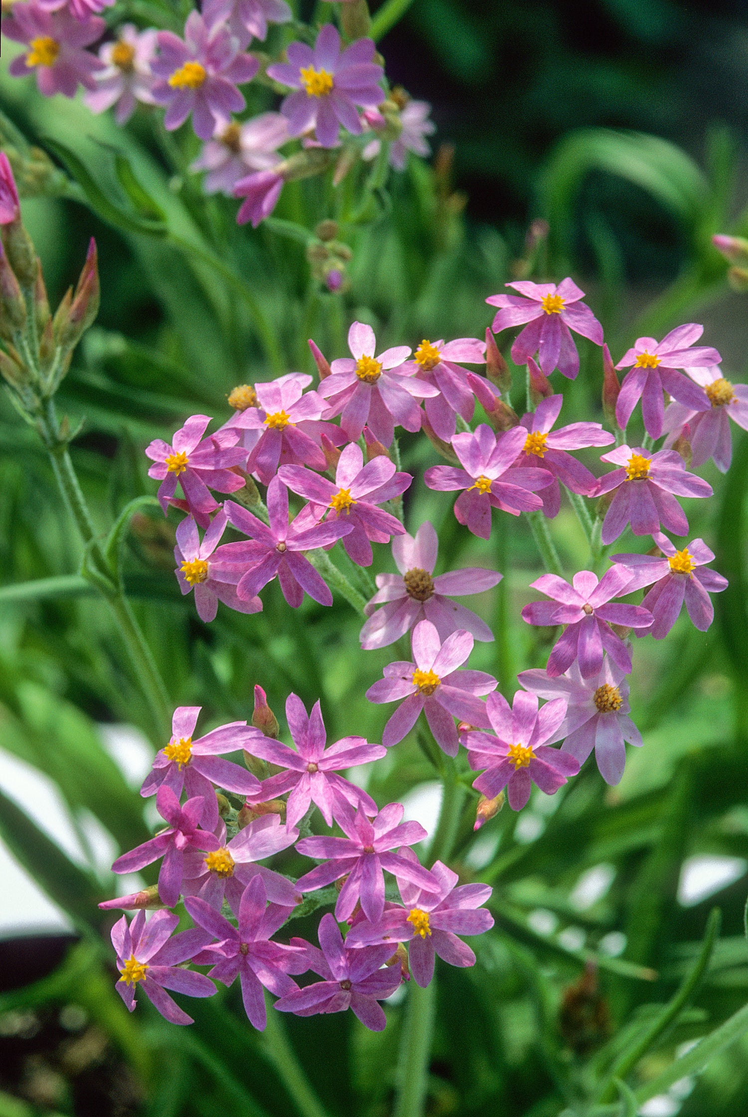Close-up of pink flowers with green leaves