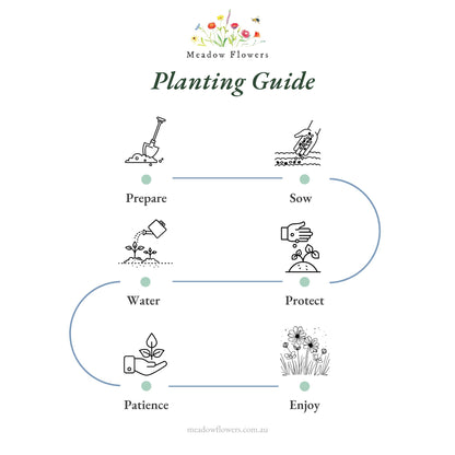 Illustrated planting guide detailing preparation, sowing, watering, protection, and enjoyment steps.