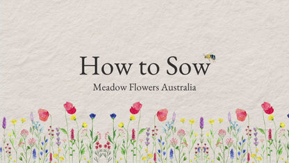 How to sow video for bee-friendly wildflower seeds by Meadow Flowers Australia, featuring colourful illustrations of wildflowers and a bee.